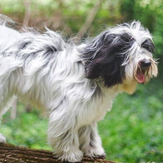 Tibetan Terrier playing in the forest